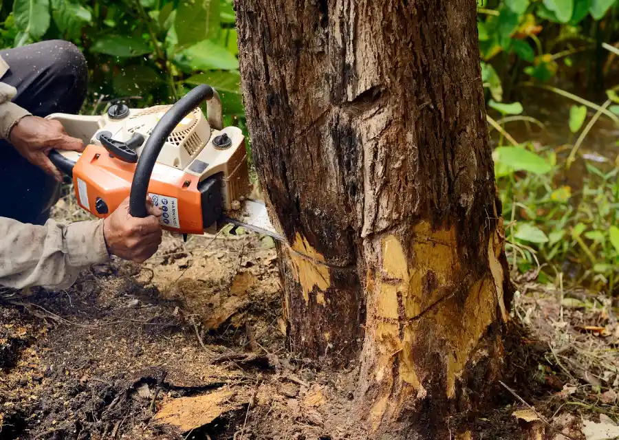 Tree Removal Service